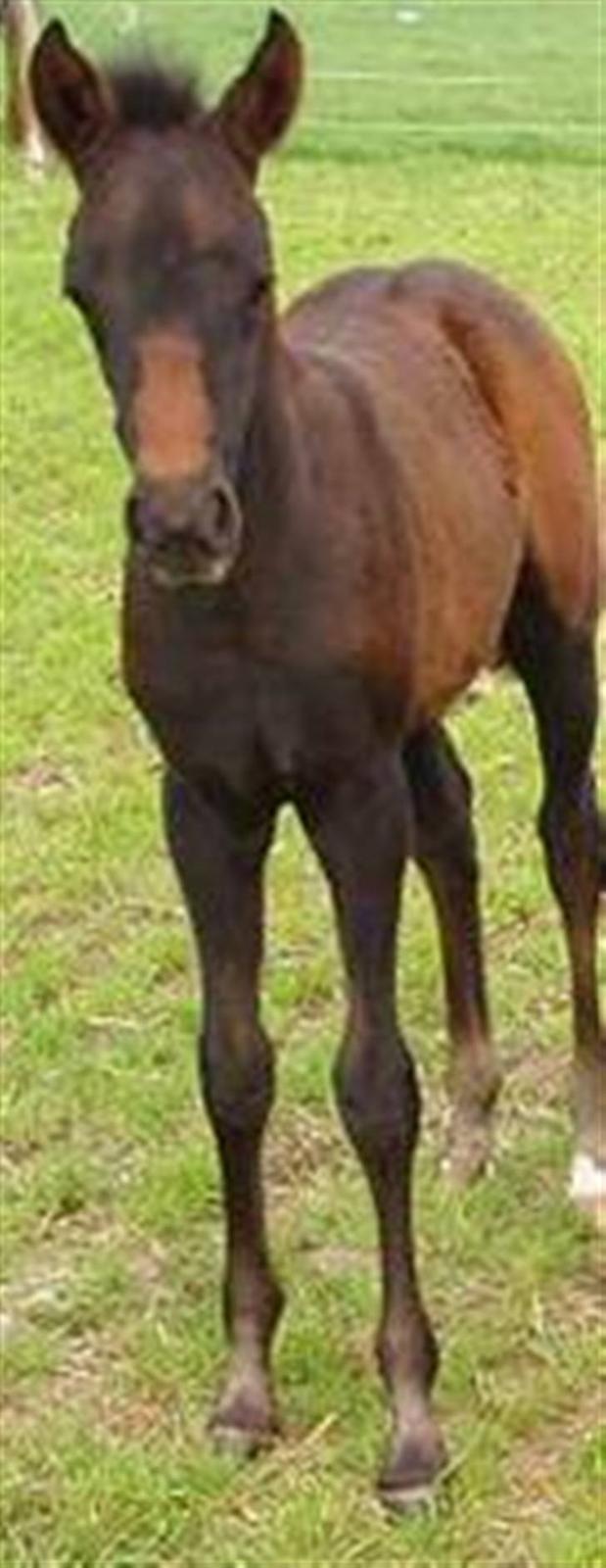 Arabisk fuldblod (OX) Shaheen (SOLGT)<33 - som føl billede 17