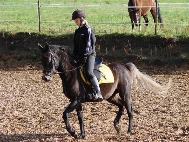 Arabisk fuldblod (OX) Shaheen (SOLGT)<33 - efter ordentlig tilridning i 2-3 måneder billede 18