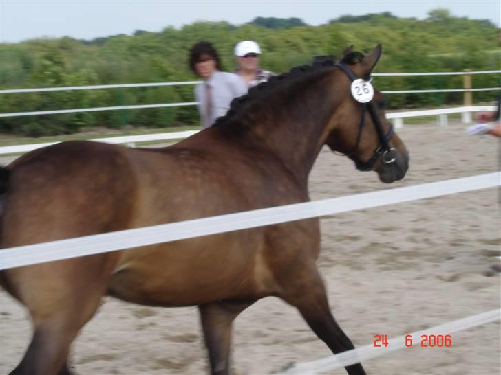 New Forest Sophie R.I.P. - løs i ringen, også til kåring... billede 3