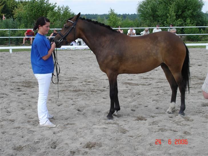 New Forest Sophie R.I.P. - Parade, kåring igen... billede 4