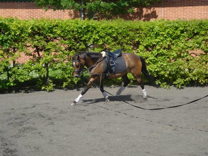 New Forest Sophie R.I.P. - En lille longeringstur :) billede 7