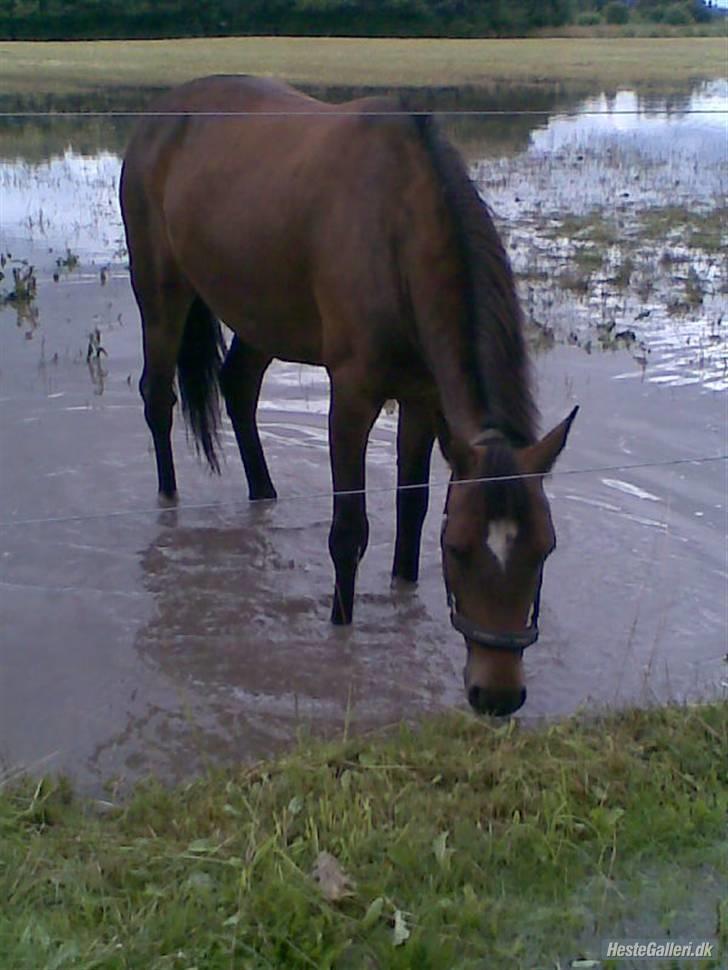 New Forest Sophie R.I.P. - Gør klar til vores første stævne :D billede 8