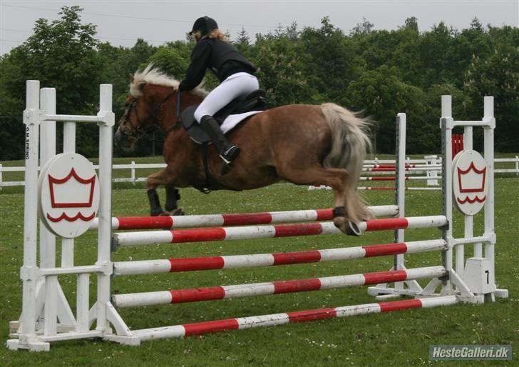 Haflinger Absalon billede 7