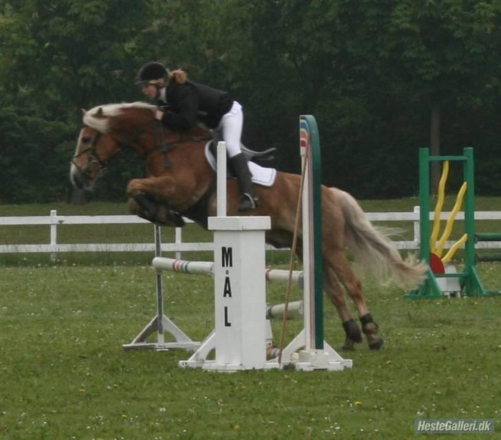 Haflinger Absalon billede 8