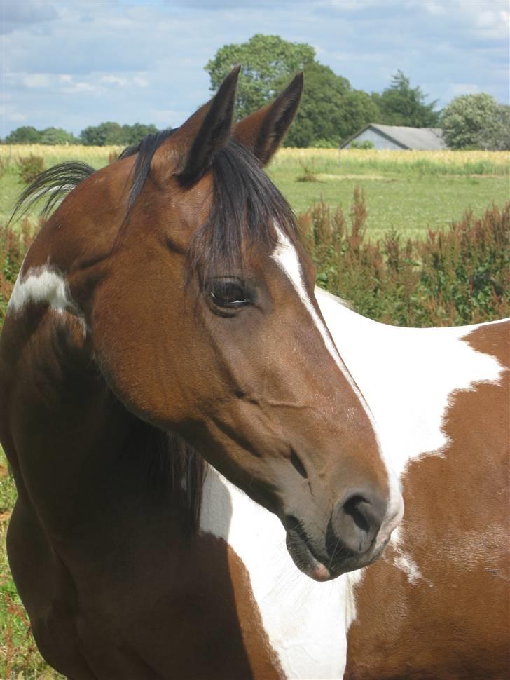Pinto -Mustang Sally- *Part* - Velkommen til Sallys profil :) Håber i vil smide en hilsen og en bedømmelse. billede 1
