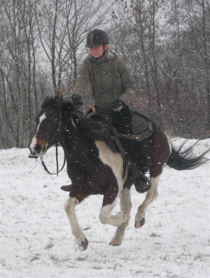 Pinto -Mustang Sally- *Part* - Sammen kan vi flyve :D! Galop igennem sneen, vinter 09 billede 2