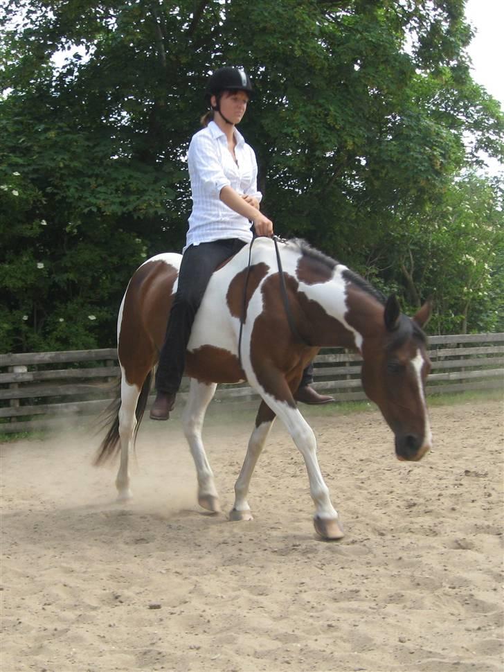 Pinto -Mustang Sally- *Part* - Den dejligste jog uden udstyr.. billede 3