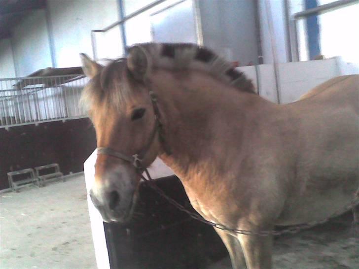 Fjordhest Silas (Gammel passer) billede 1