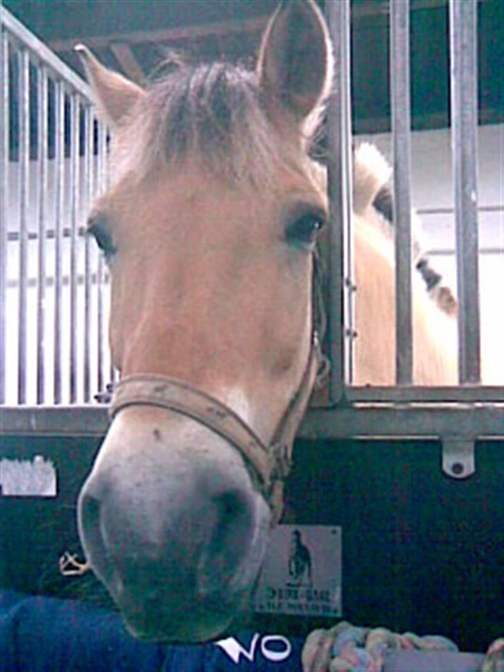 Fjordhest Silas (Gammel passer) billede 2