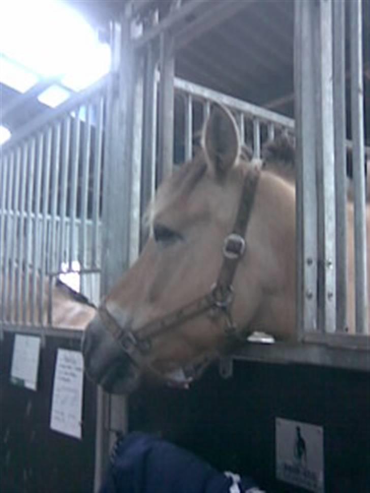 Fjordhest Silas (Gammel passer) billede 3