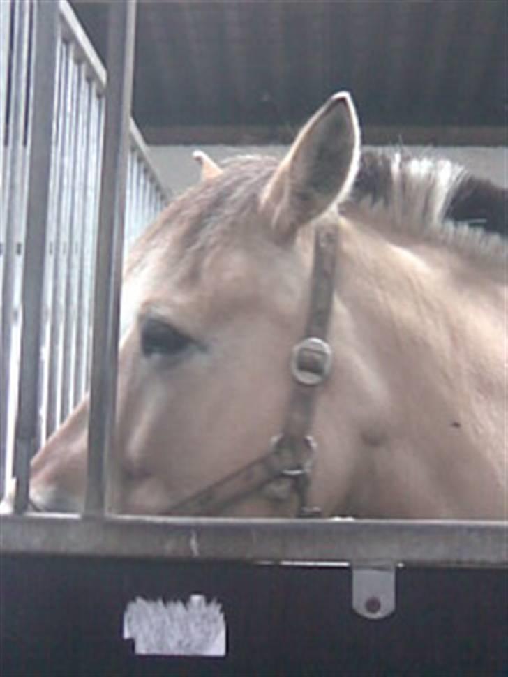 Fjordhest Silas (Gammel passer) billede 4