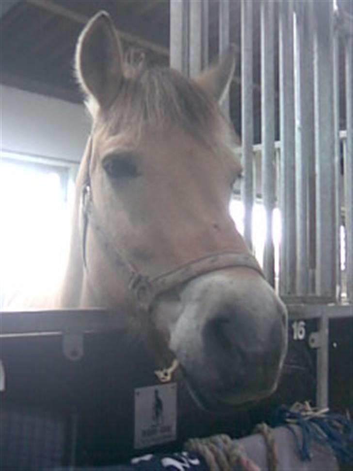 Fjordhest Silas (Gammel passer) billede 5