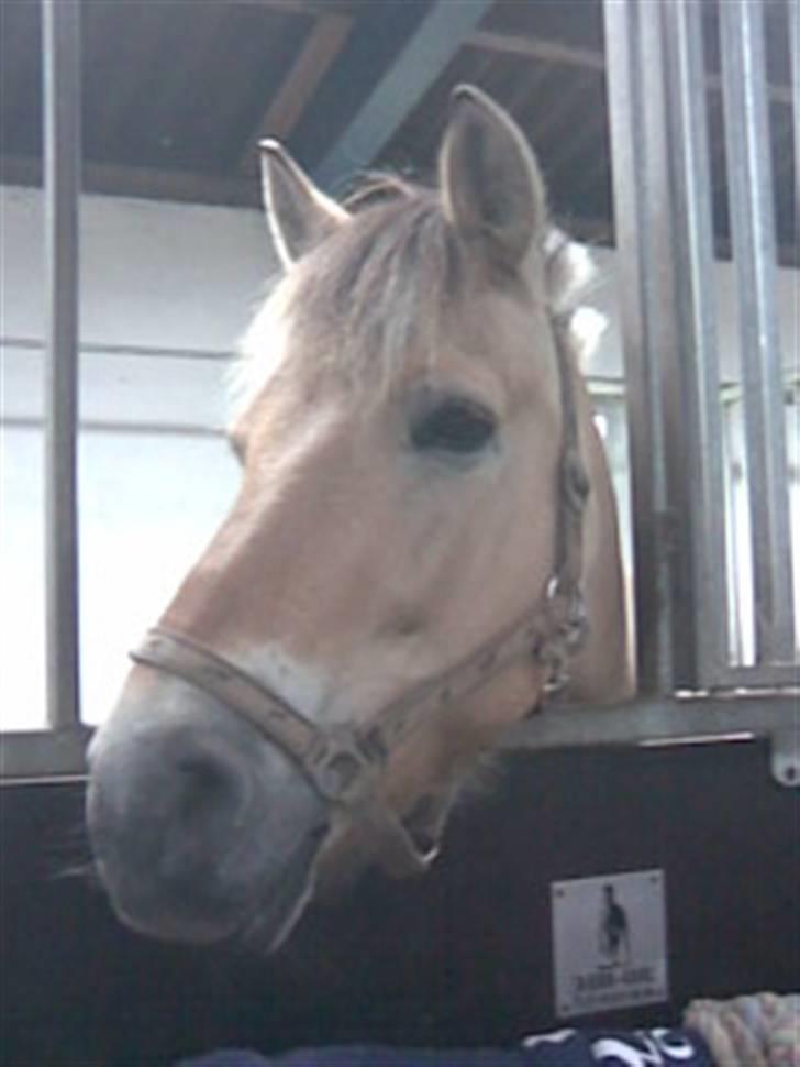 Fjordhest Silas (Gammel passer) billede 6