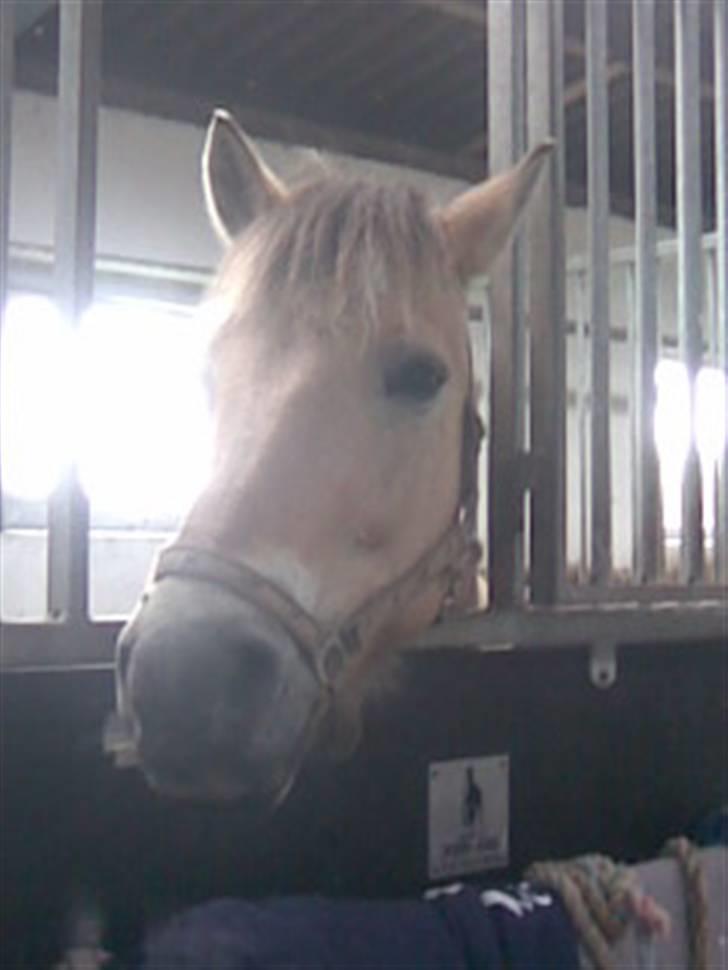 Fjordhest Silas (Gammel passer) billede 7