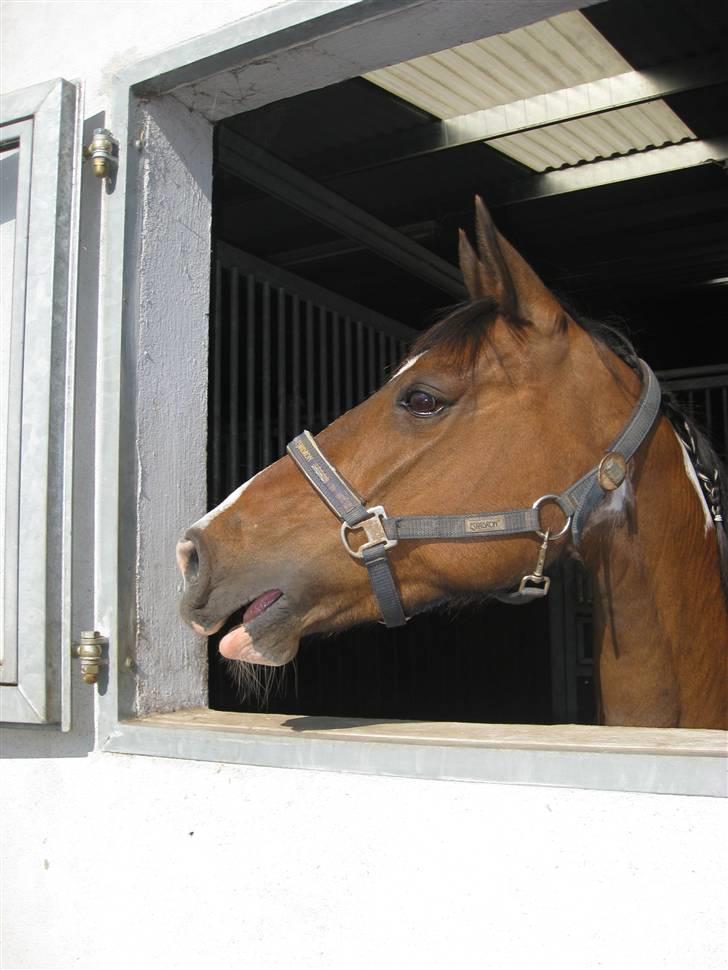 Pinto -Mustang Sally- *Part* - I boks til stævne på Little Creek, hun vrinsker længselsfuldt efter de andre tøser :) billede 5