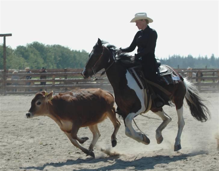Pinto -Mustang Sally- *Part* - Med Annette på ryggen til kvægstævne. billede 6