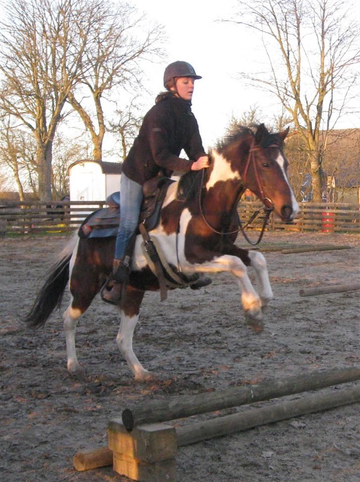 Pinto -Mustang Sally- *Part* - Sådan springer Sally :b Højt, højt over, så det fæle spring på 40 cm ikke æder hende! billede 7