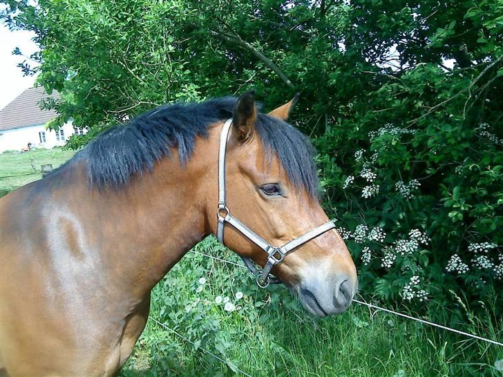 New Forest Texas (Solgt) - Texas på fold d. 30 maj 2008 billede 6