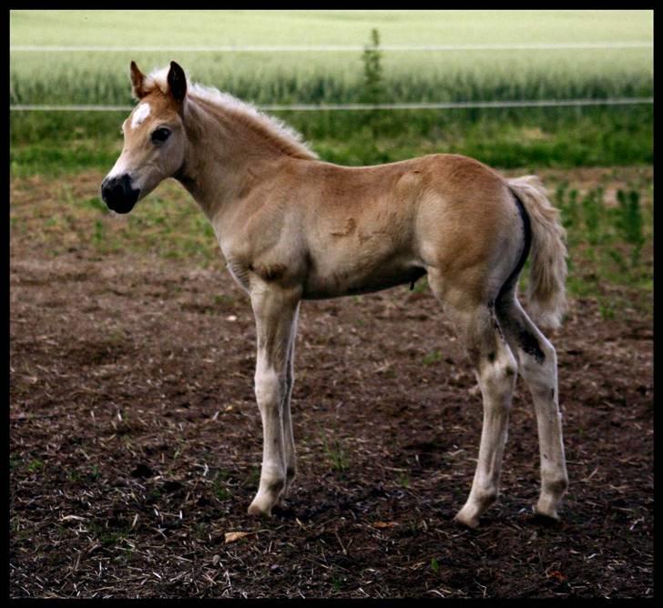 Haflinger Kastanje*solgt* billede 19