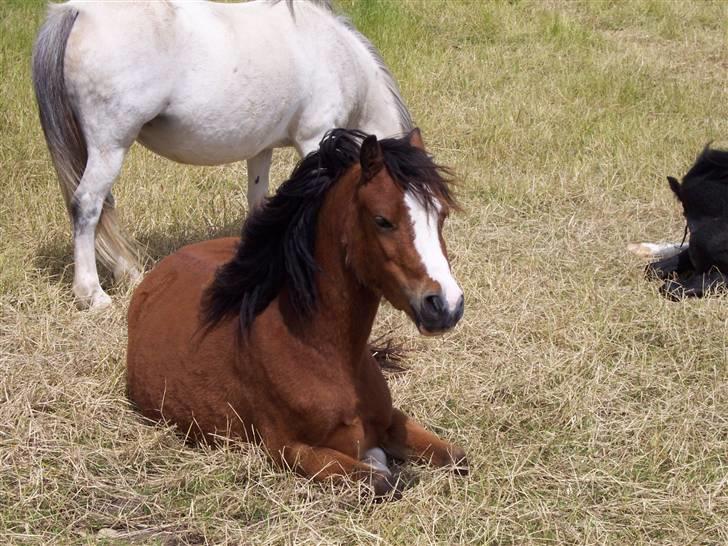 Welsh Mountain (sec A) Maylie Pink Fantazy - NYT taget d. 29-06-2007 billede 11