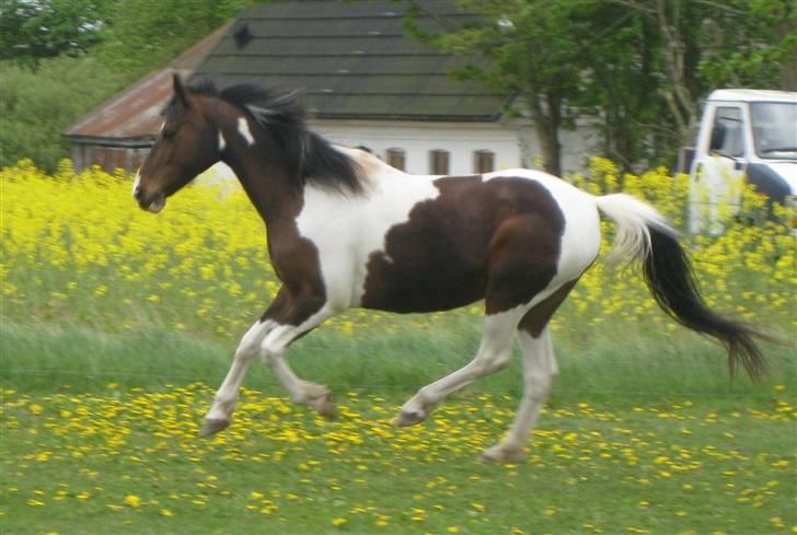 Pinto -Mustang Sally- *Part* - Fantastisk smuk som altid.. Maj 2009 billede 8