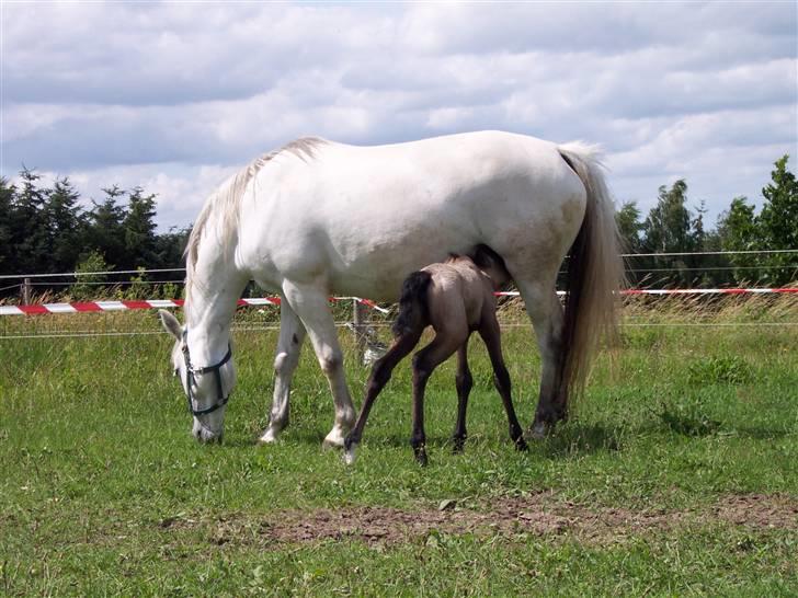 Connemara Sandgaardens Maggie - Ah... dejlig med lidt mælk. billede 2