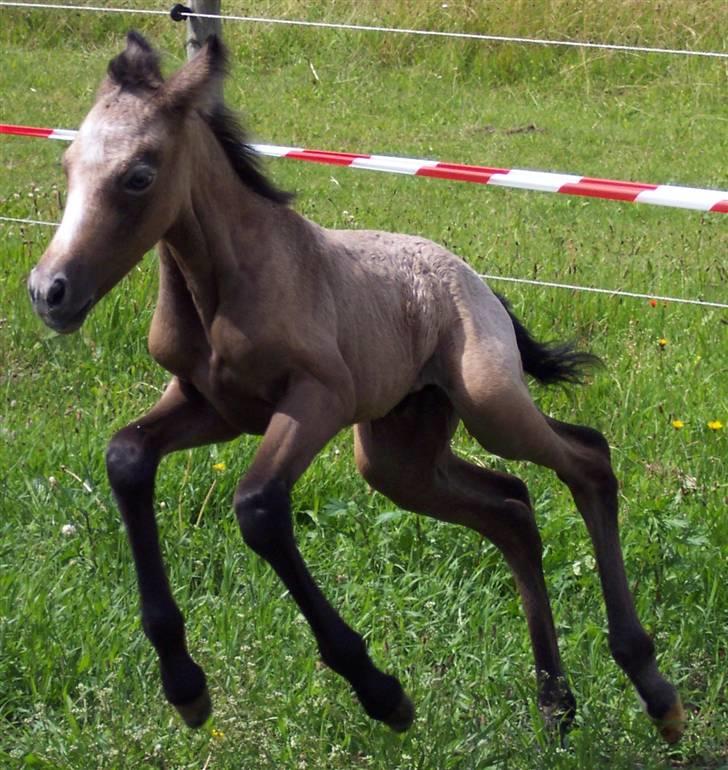 Connemara Sandgaardens Maggie - Ude for første gang, det er bare sjovt med al den plads (28-06-2007)  billede 3