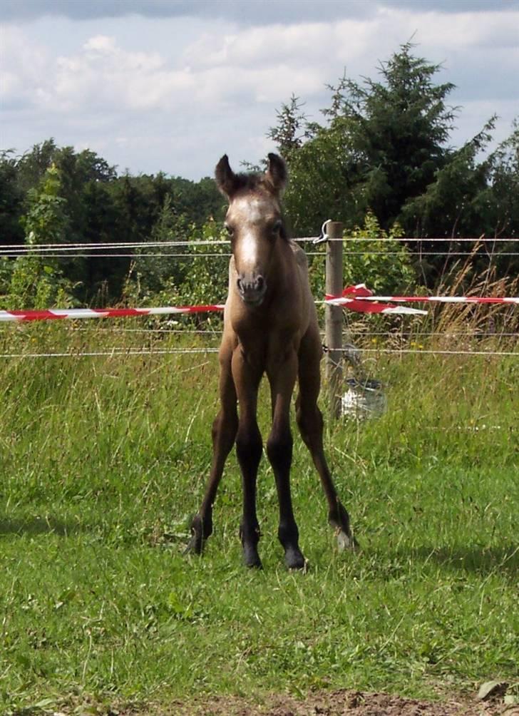 Connemara Sandgaardens Maggie - Hejsa Katrine får du dette her, ser det ikke bare lige sjovt ud. (ja ja hesten har allerede humor, det skal nok blive sjovt. 28-06-2007) billede 5