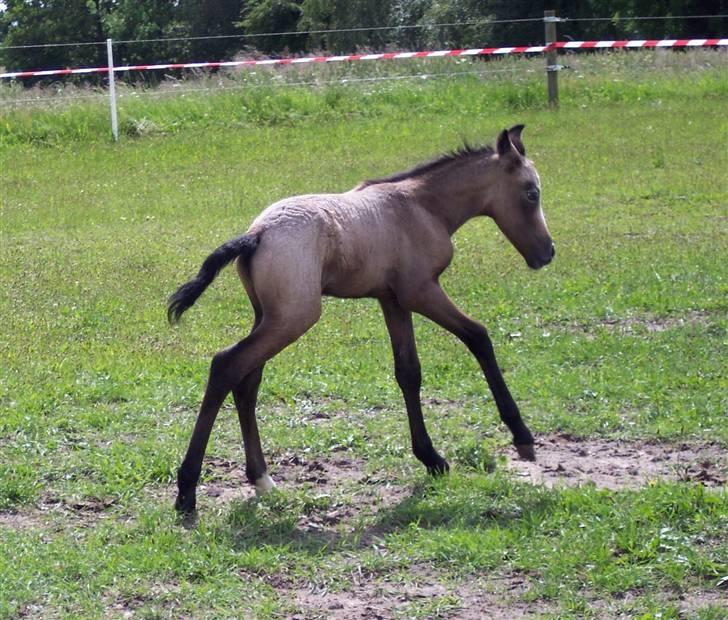 Connemara Sandgaardens Maggie - Jubi, dubi, dduuu..... billede 11
