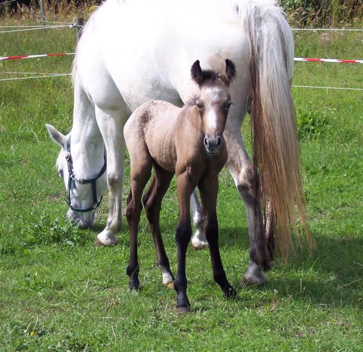 Connemara Sandgaardens Maggie - Hejsa billede 12