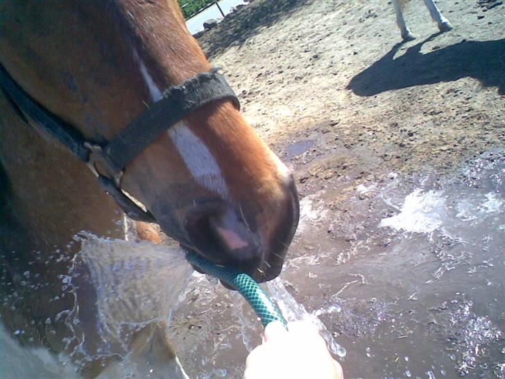 Pinto shades of desire SOLGT billede 18