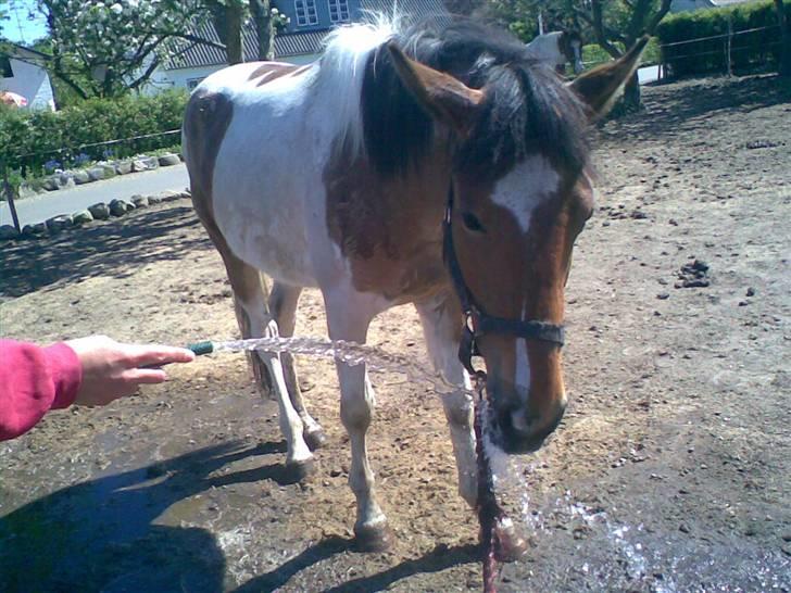 Pinto shades of desire SOLGT billede 19