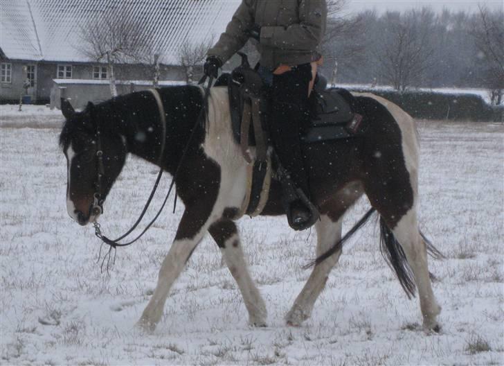 Pinto -Mustang Sally- *Part* - Vi trodser elementerne, her i jog i sneen :) Vinter 09 billede 10