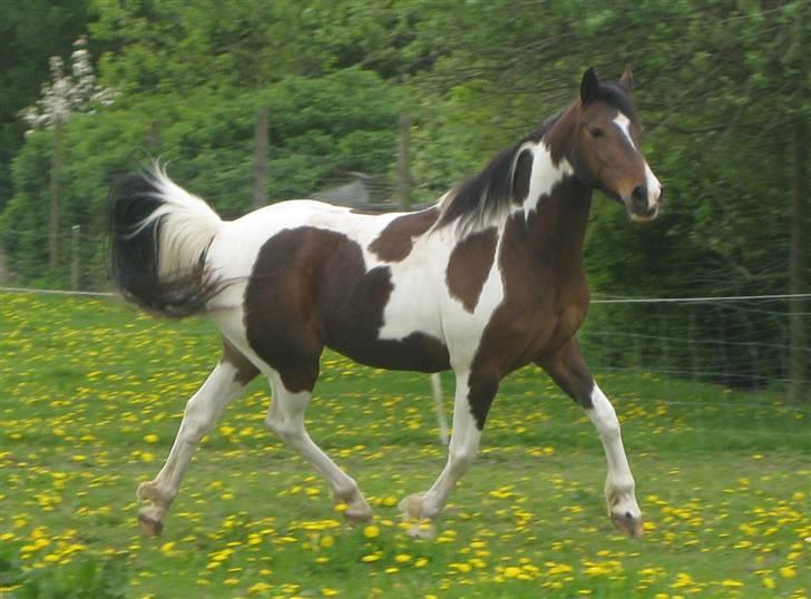 Pinto -Mustang Sally- *Part* - Hvem sagde araber ;)? Maj, 2009 billede 11