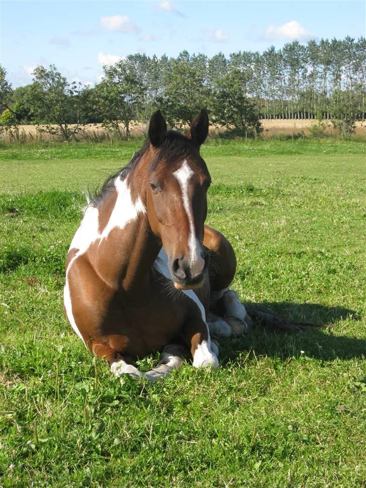 Pinto -Mustang Sally- *Part* - Smukke, smukke Sally :) billede 13