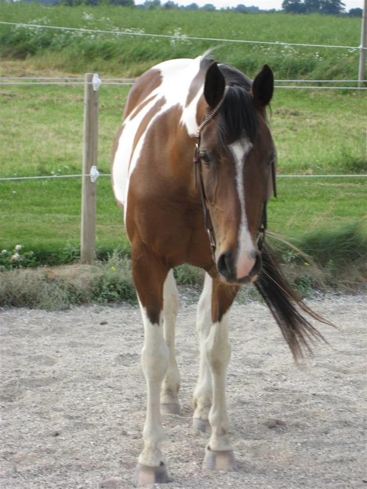 Pinto -Mustang Sally- *Part* - Et af mine yndlingsbilleder :) billede 14