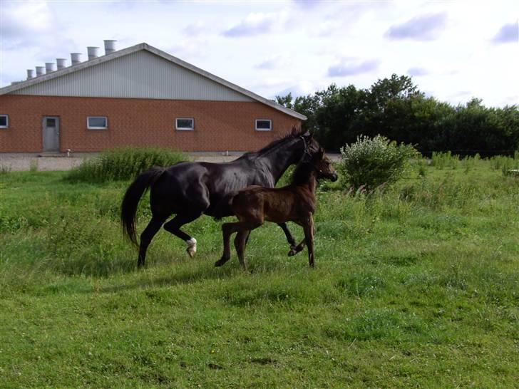 Oldenborg flying Betty  billede 6