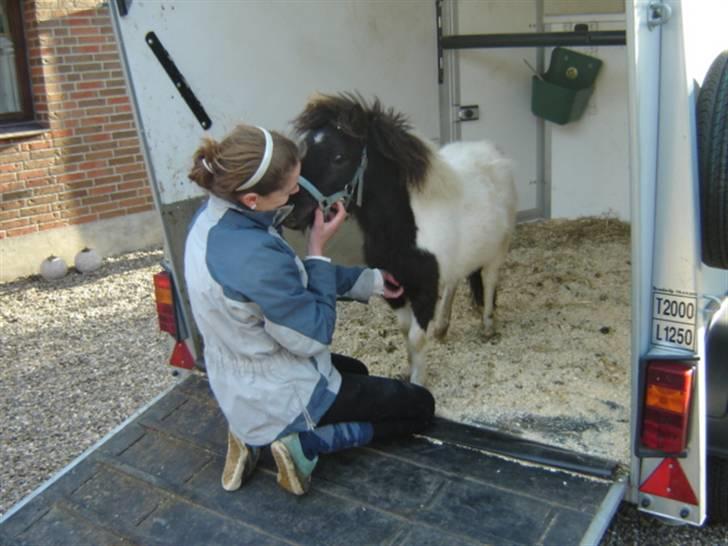 Shetlænder Aggi billede 3