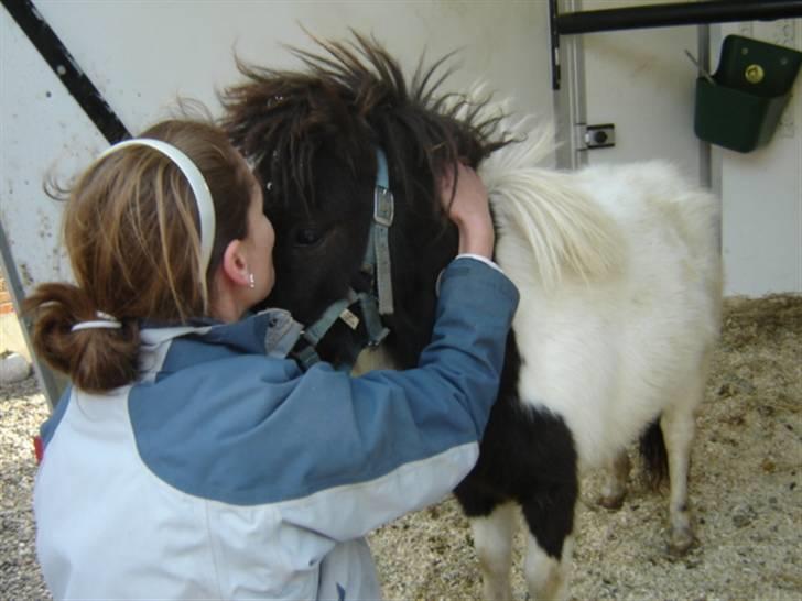 Shetlænder Aggi billede 4