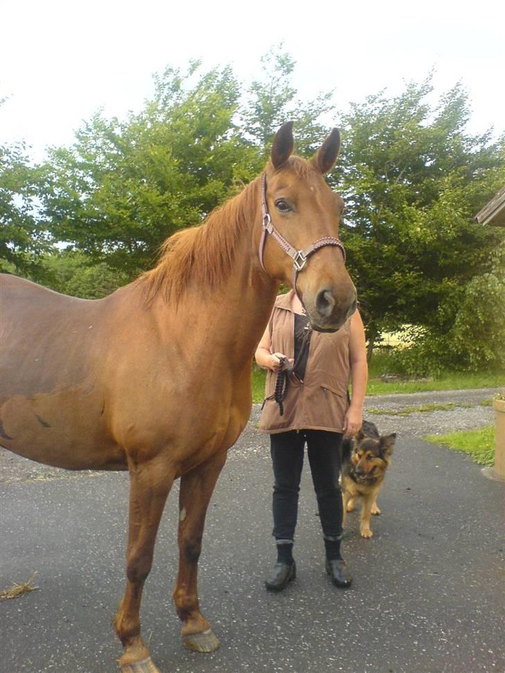 Anden særlig race Miss Indy R.I.P billede 10