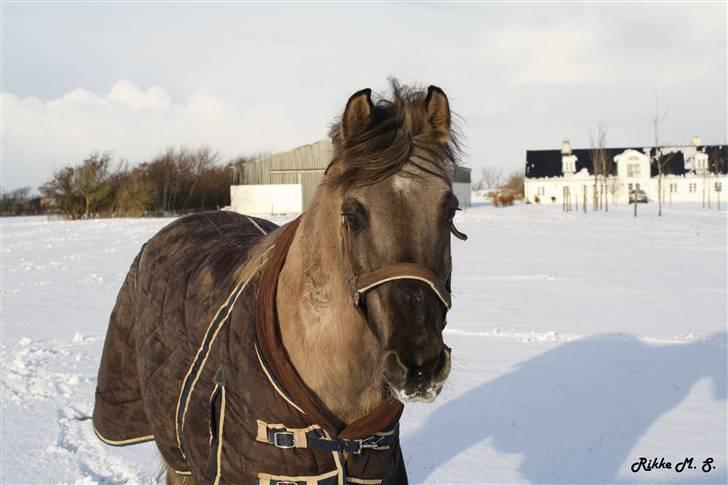 Anden særlig race Lukas - 13) Fantastisk pony!!!!! 23-12-09 billede 13