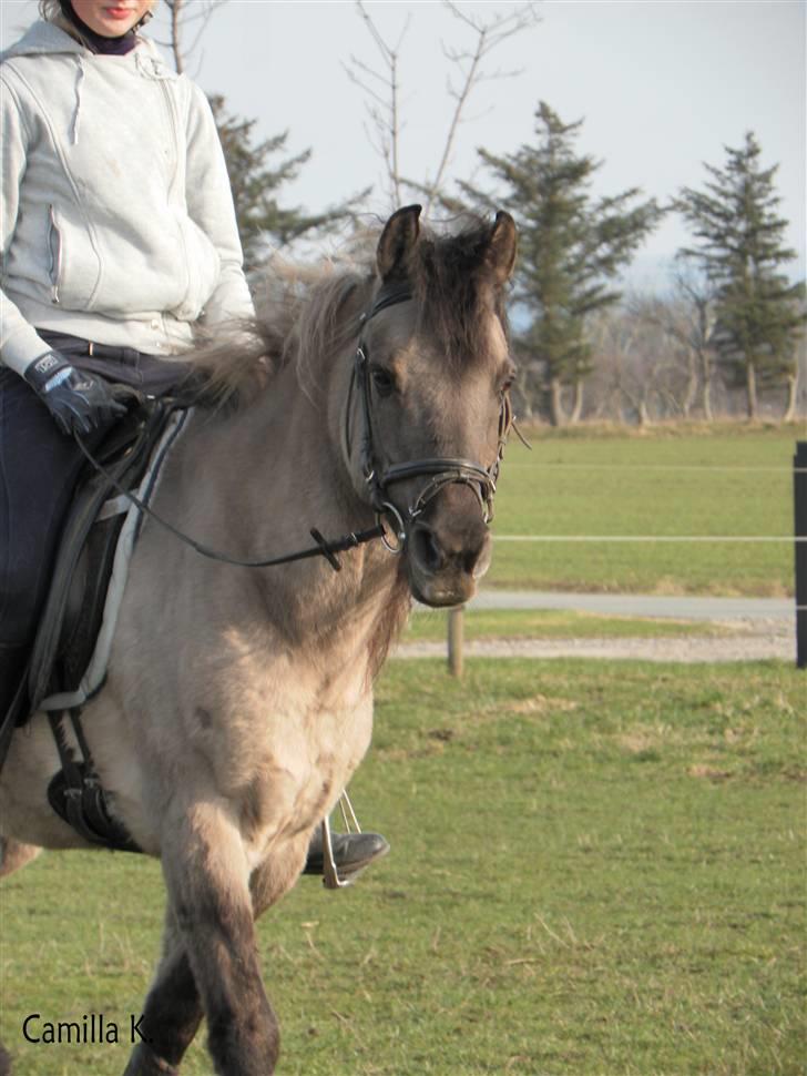 Anden særlig race Lukas - 15)  billede 15