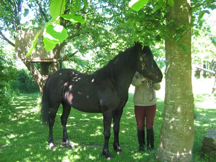 Anden særlig race Yasmin $ilke*solgt - 1: VELKOMMEN til Yasmin $ilkes profil:) $ilke knap 3 år billede 1