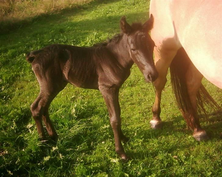 Anden særlig race Yasmin $ilke*solgt - 4: min skat<3 lige født billede 4