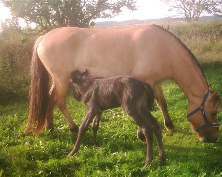 Anden særlig race Yasmin $ilke*solgt - 6: Cheri&$ilke<3 lige født billede 6