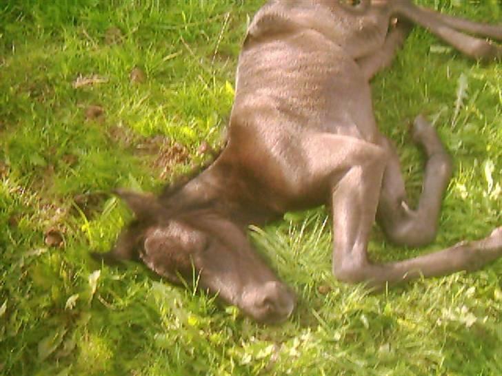 Anden særlig race Yasmin $ilke*solgt - 7: mulle sover lige født billede 7