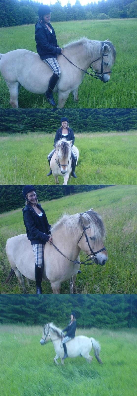 Fjordhest Claus - Gammel Part :'/ - Min sidste dag på min dreng :´/ Savner ham allerede ! [Fotograf: Julie] billede 17