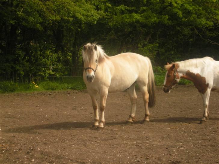Fjordhest Claus - Gammel Part :'/ - Min elskede på folden :D [Fotograf: Julie] billede 18