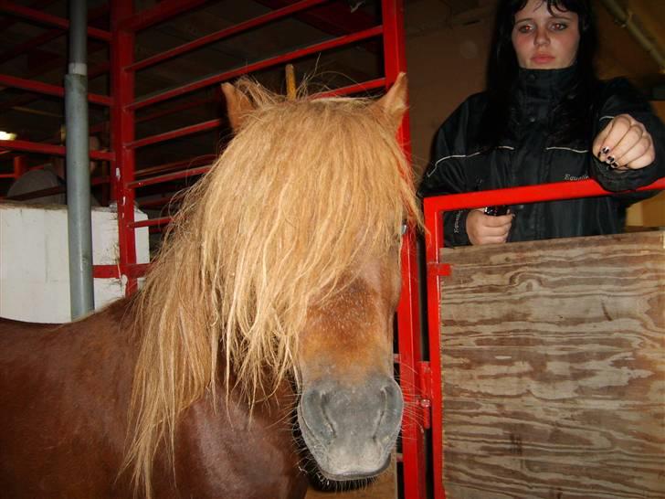 Shetlænder Victor *RIP ´07* billede 1