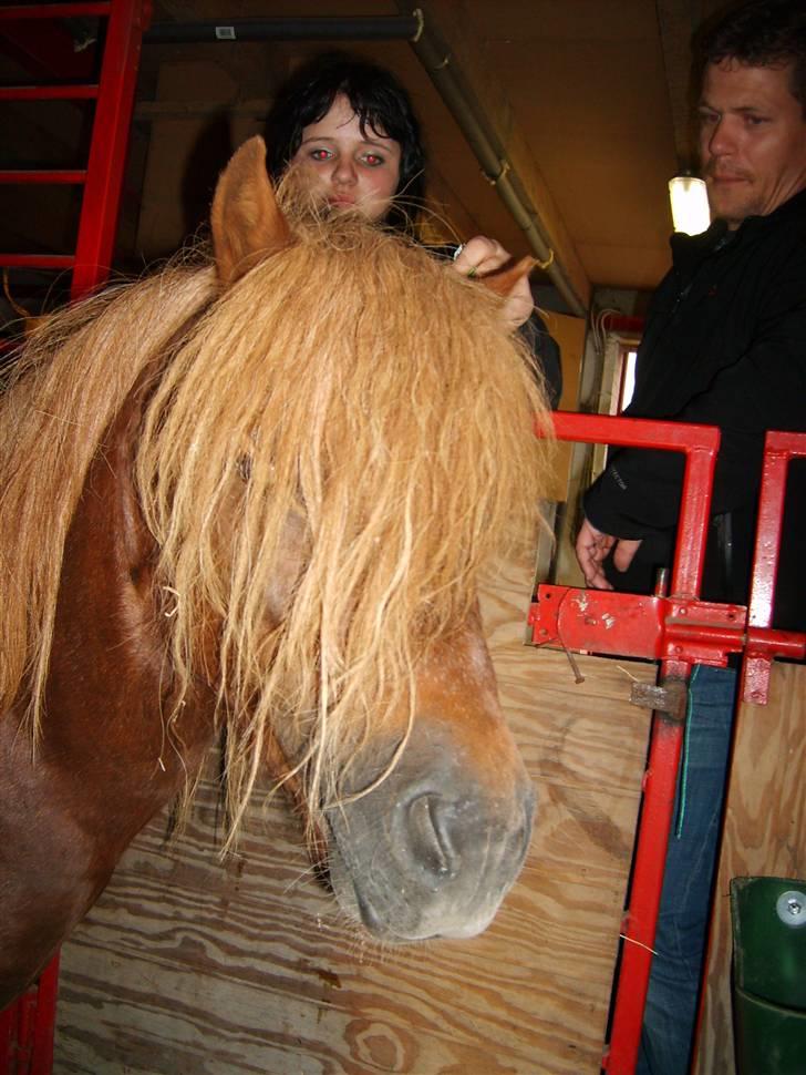 Shetlænder Victor *RIP ´07* billede 2